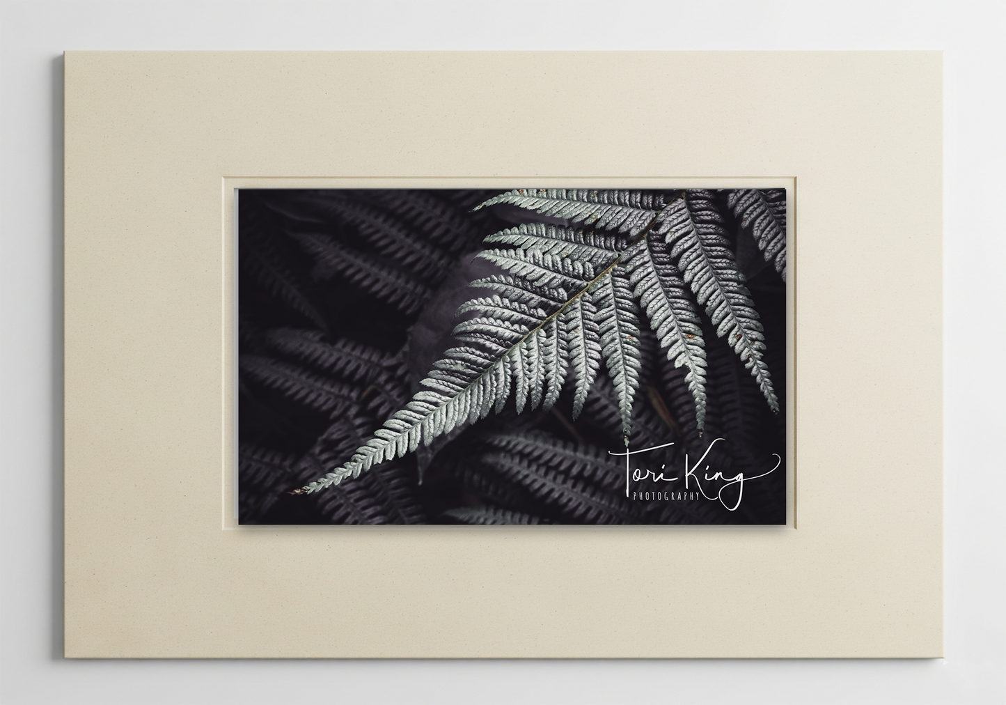 Friendly Bundeena Fern