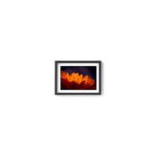 Load image into Gallery viewer, Marigold Madness
