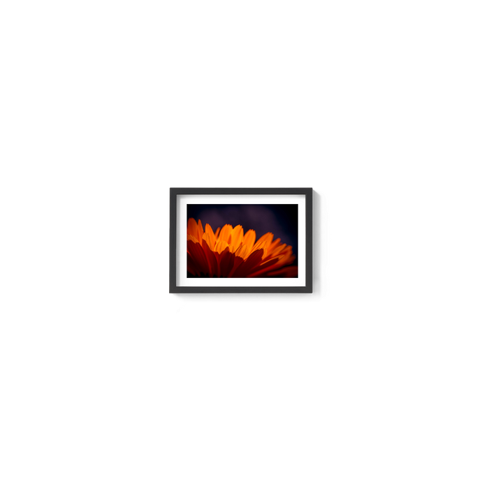 Marigold Madness