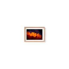Load image into Gallery viewer, Marigold Madness
