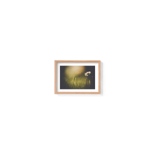Load image into Gallery viewer, Dainty Daisy Delight
