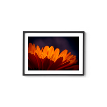 Load image into Gallery viewer, Marigold Madness
