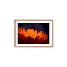 Load image into Gallery viewer, Marigold Madness
