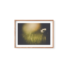 Load image into Gallery viewer, Dainty Daisy Delight
