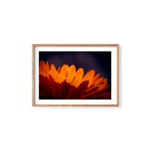 Load image into Gallery viewer, Marigold Madness
