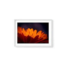 Load image into Gallery viewer, Marigold Madness
