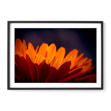 Load image into Gallery viewer, Marigold Madness
