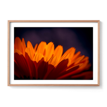Load image into Gallery viewer, Marigold Madness
