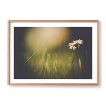 Load image into Gallery viewer, Dainty Daisy Delight
