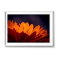 Load image into Gallery viewer, Marigold Madness
