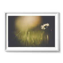 Load image into Gallery viewer, Dainty Daisy Delight
