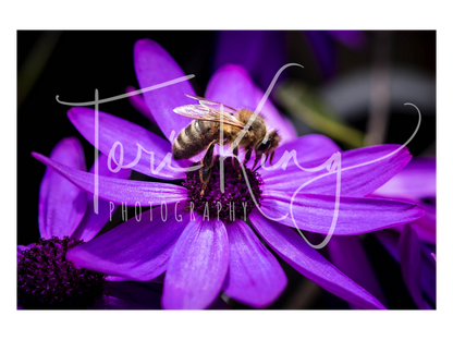 Busy Bumble Bee