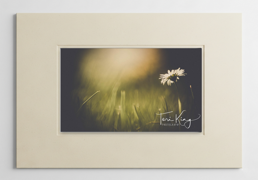 Dainty Daisy Delight