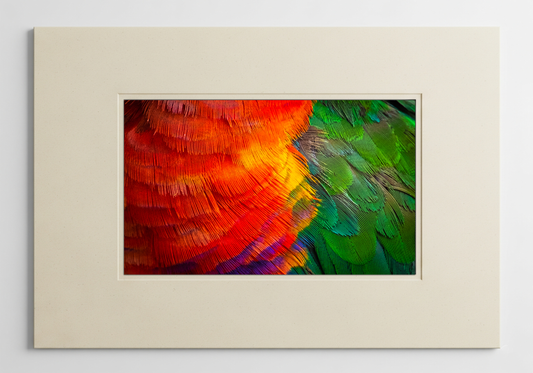 Feathered Kaleidoscope