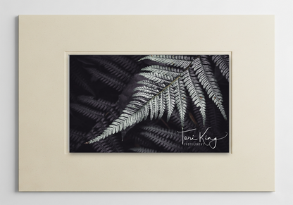 Friendly Bundeena Fern