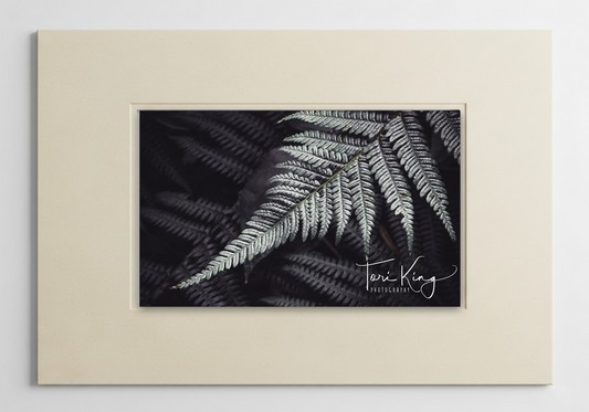 Friendly Bundeena Fern