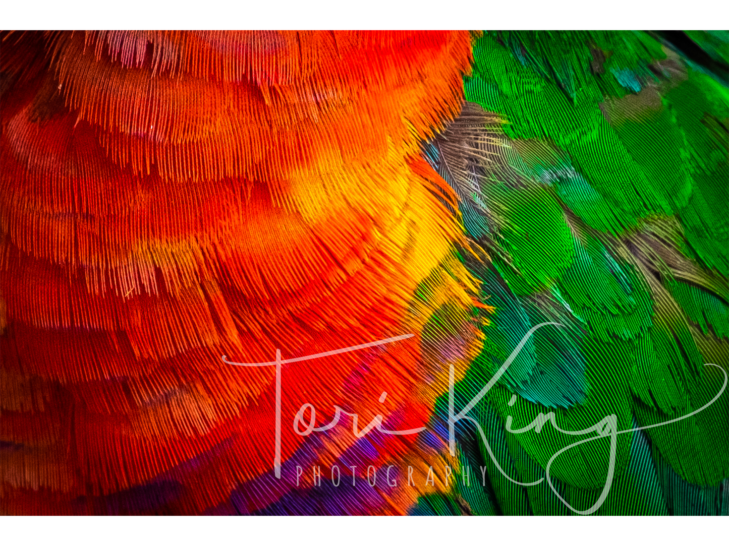 Feathered Kaleidoscope