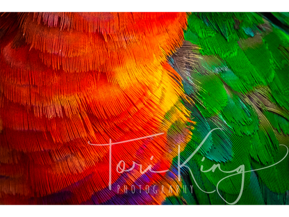 Feathered Kaleidoscope